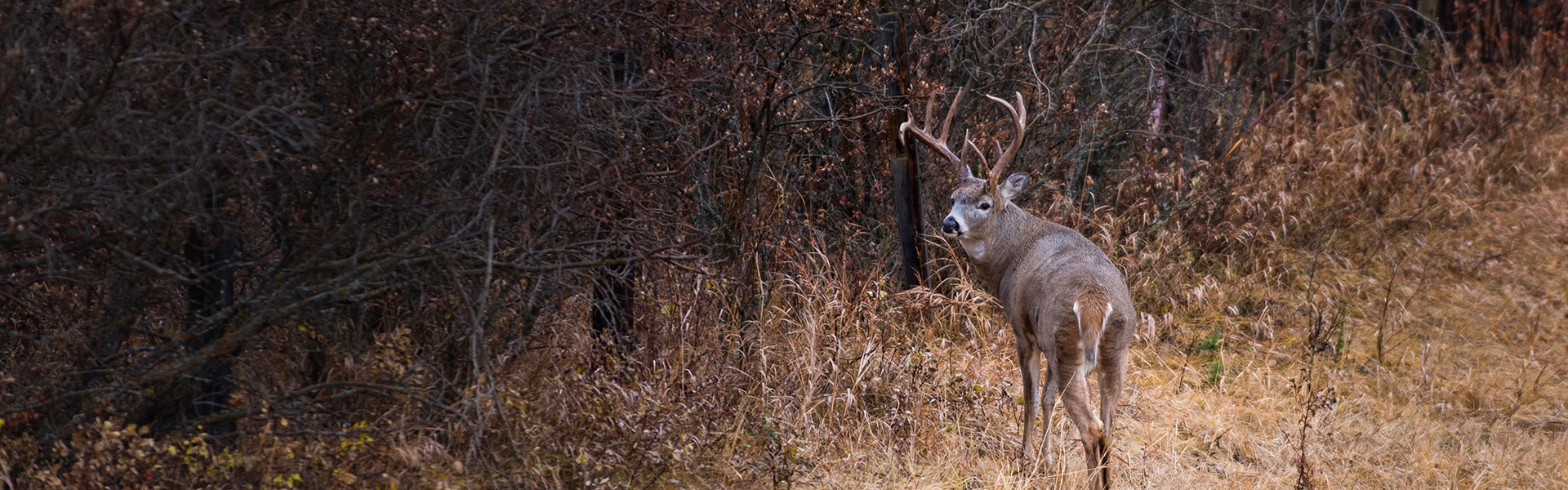 Trophy Whitetail Deer Hunts in Alberta