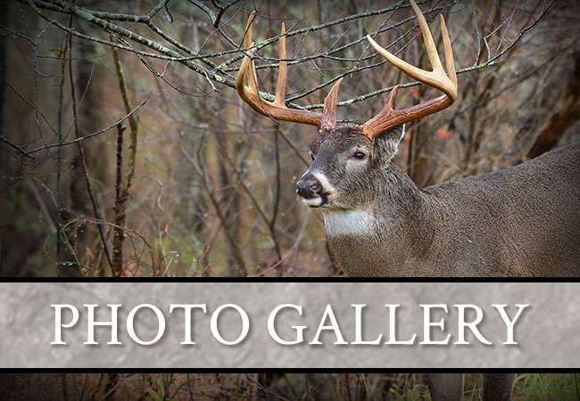 Photo Gallery